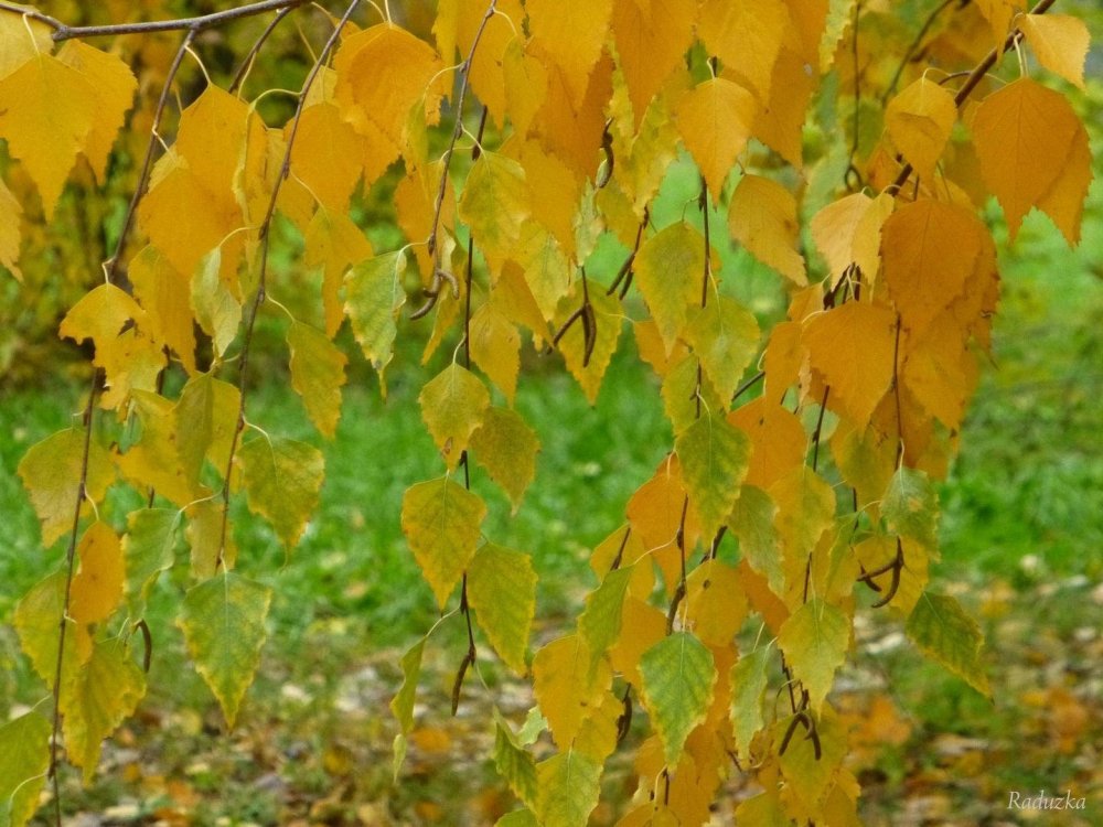 Осенние листочки березы