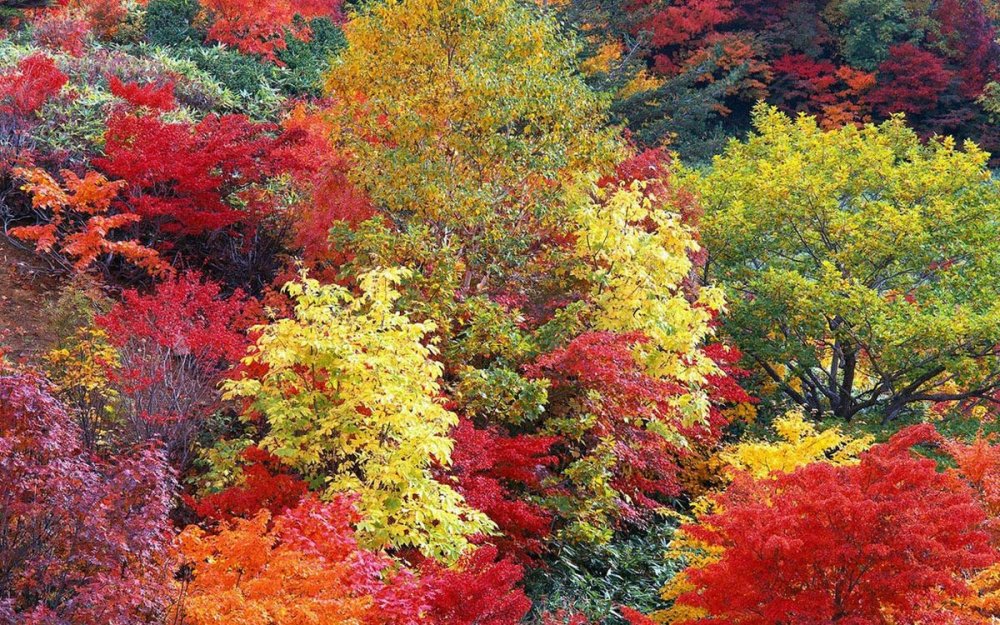 Осенний лес лиловый золотой багряный