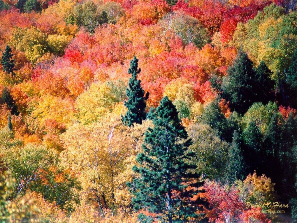 Осенний лес золотой багряный