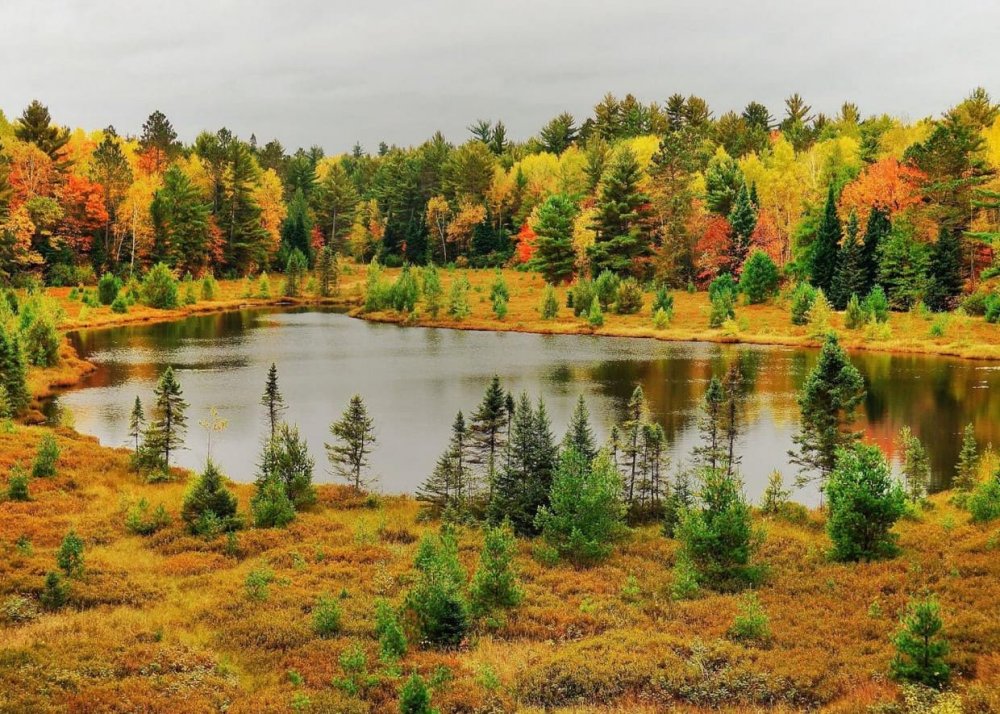 Осень в лесу Россия