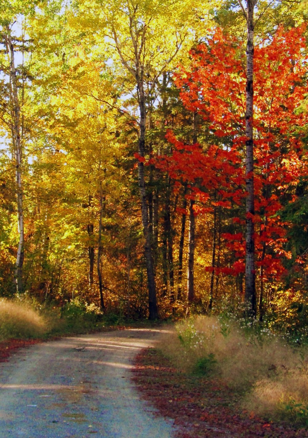 Осенний лес заставка на телефон