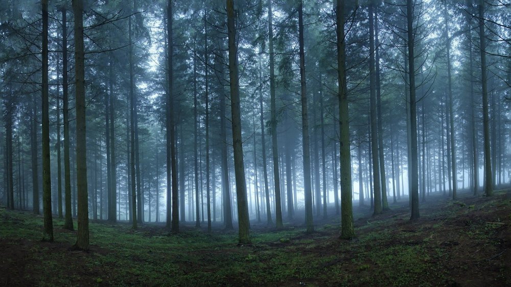 Лес в тумане обои
