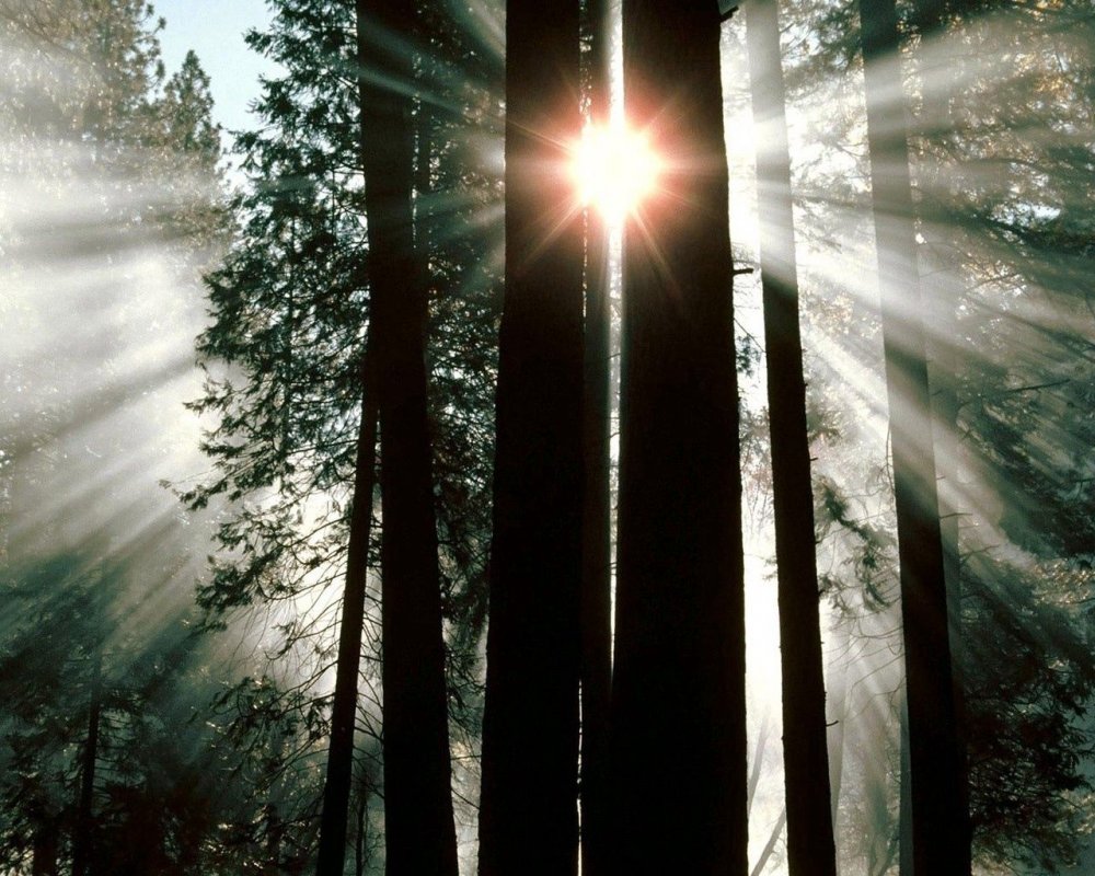 Солнце между деревьями
