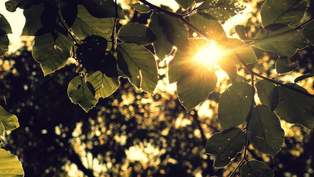 Солнце сквозь листву