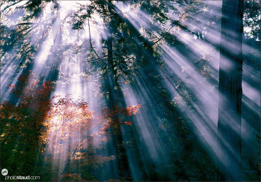 Лес Освещенный солнцем
