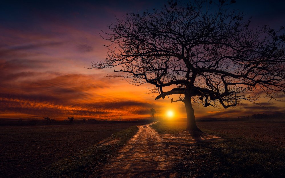 Дерево на фоне заката