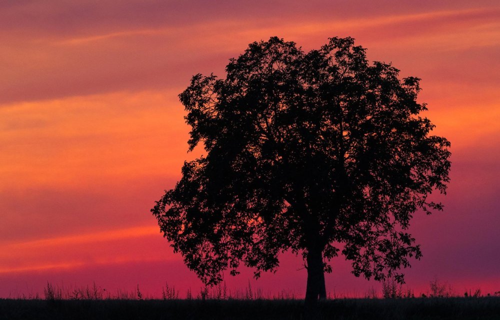 Одинокое дерево на закате