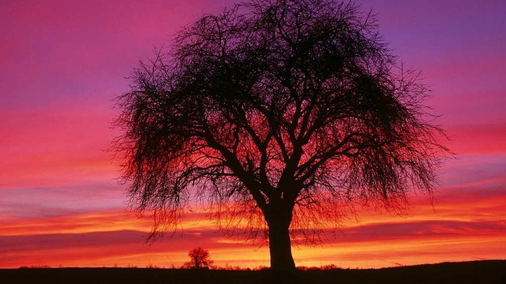 Дерево на закате
