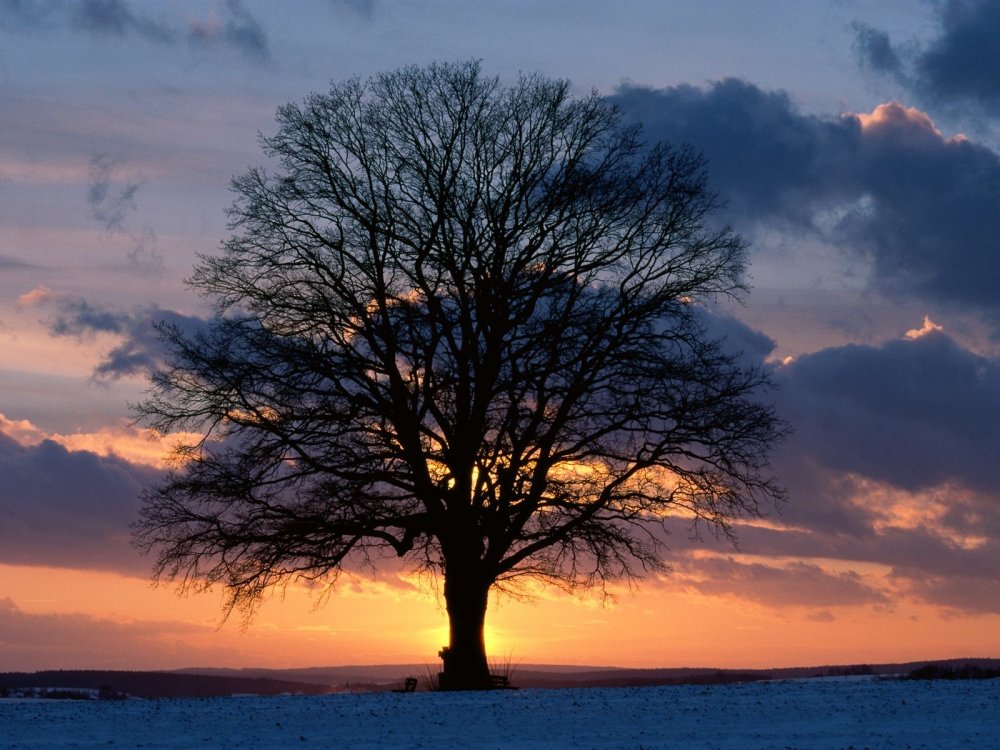 Силуэт дерева на фоне заката