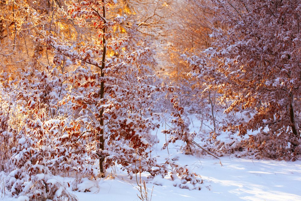 Осенние деревья в снегу