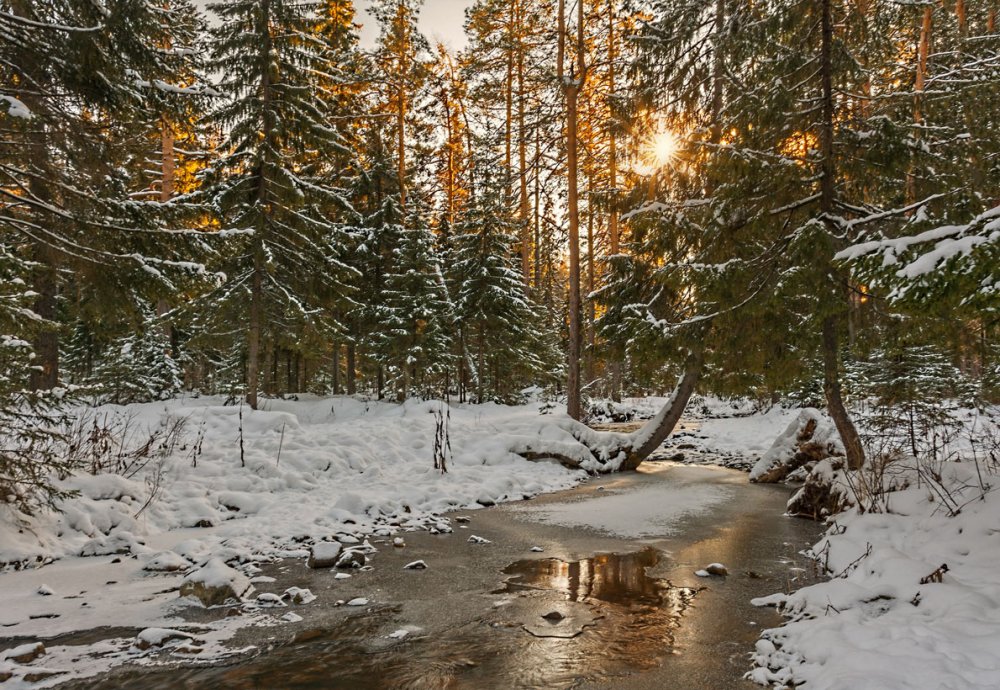 Речка зимой в лесу