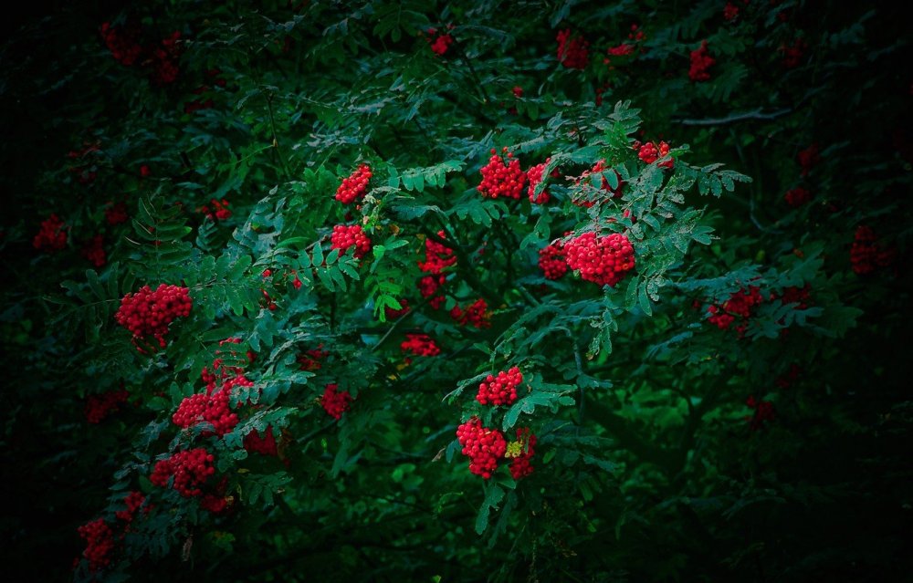 Красные Лесные цветы