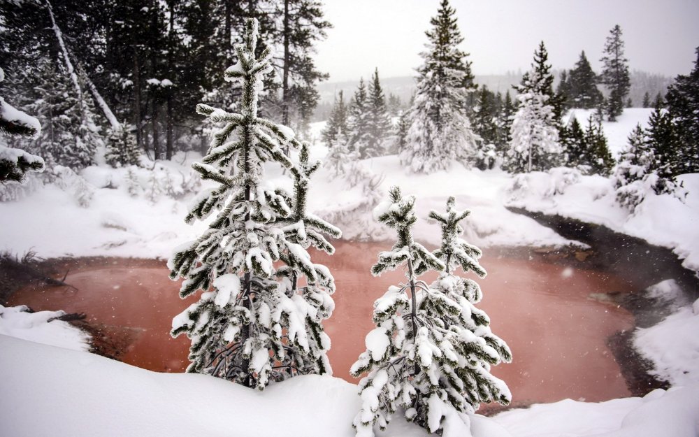 Зимой елки снегу озеро