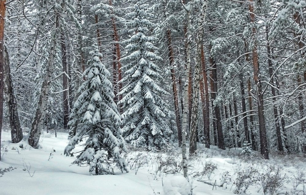 Лес зимой для детей