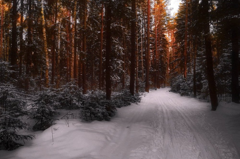 Зима в лесу