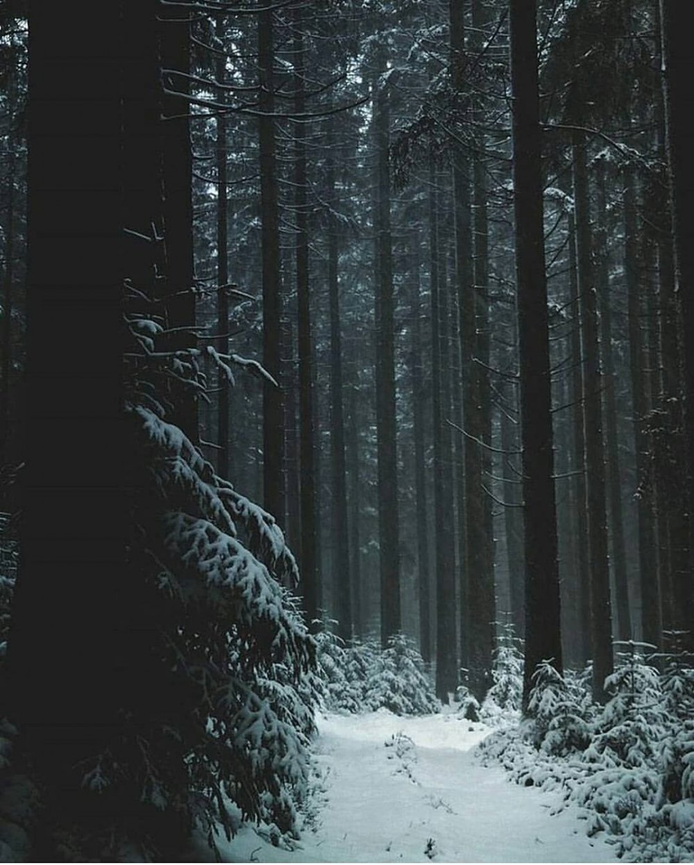Холодный лес