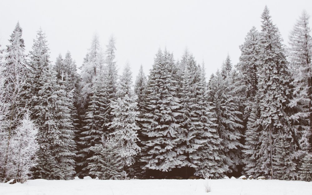 Лесной массив картинка зимний