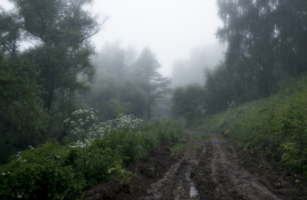 Лес после дождя туман