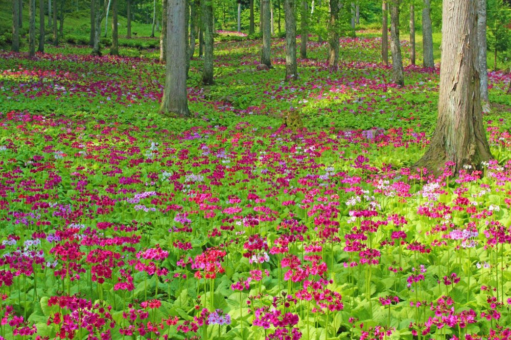 Поляна цветов в лесу