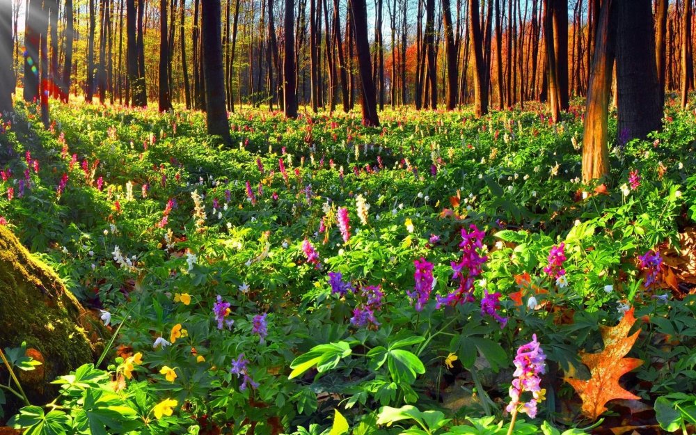 Лес с цветами