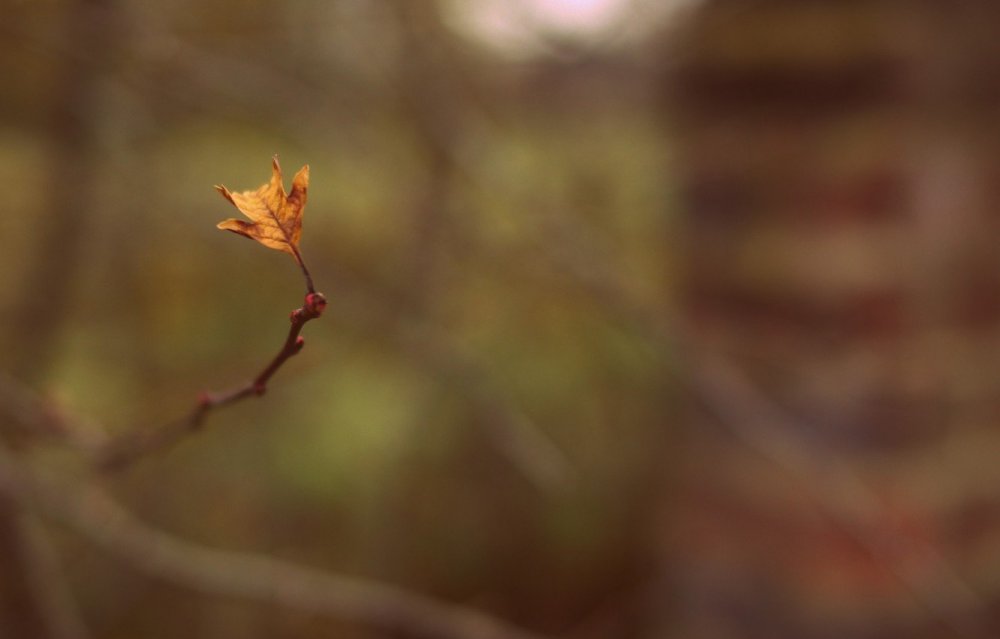Листья орешника осенью