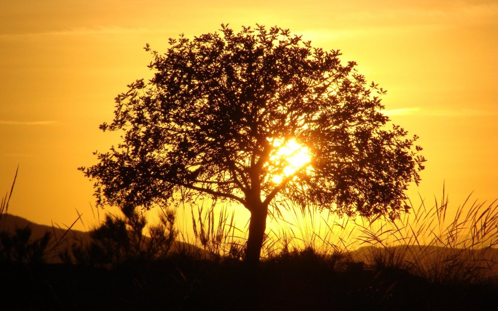 Дерево в лучах солнца