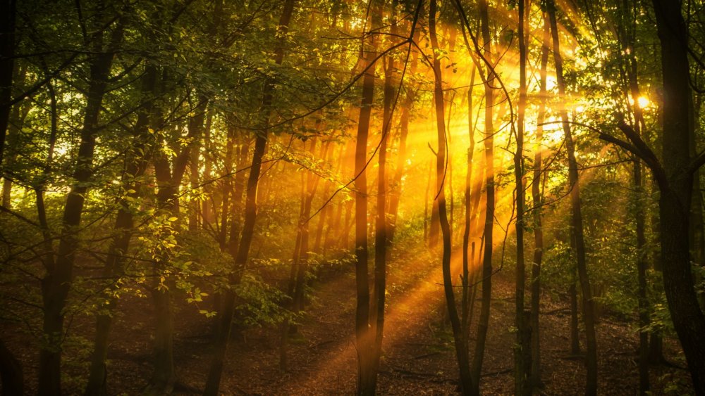 Солнечные лучи в лесу
