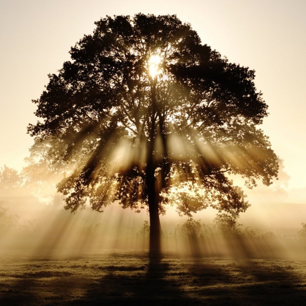 Дерево в солнечных лучах