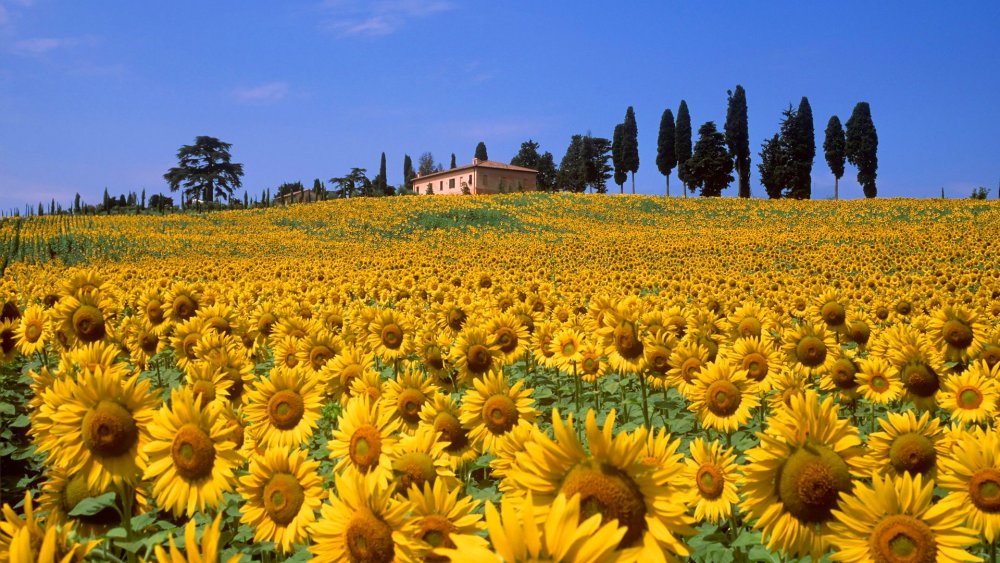 Италия Тоскана природа летом