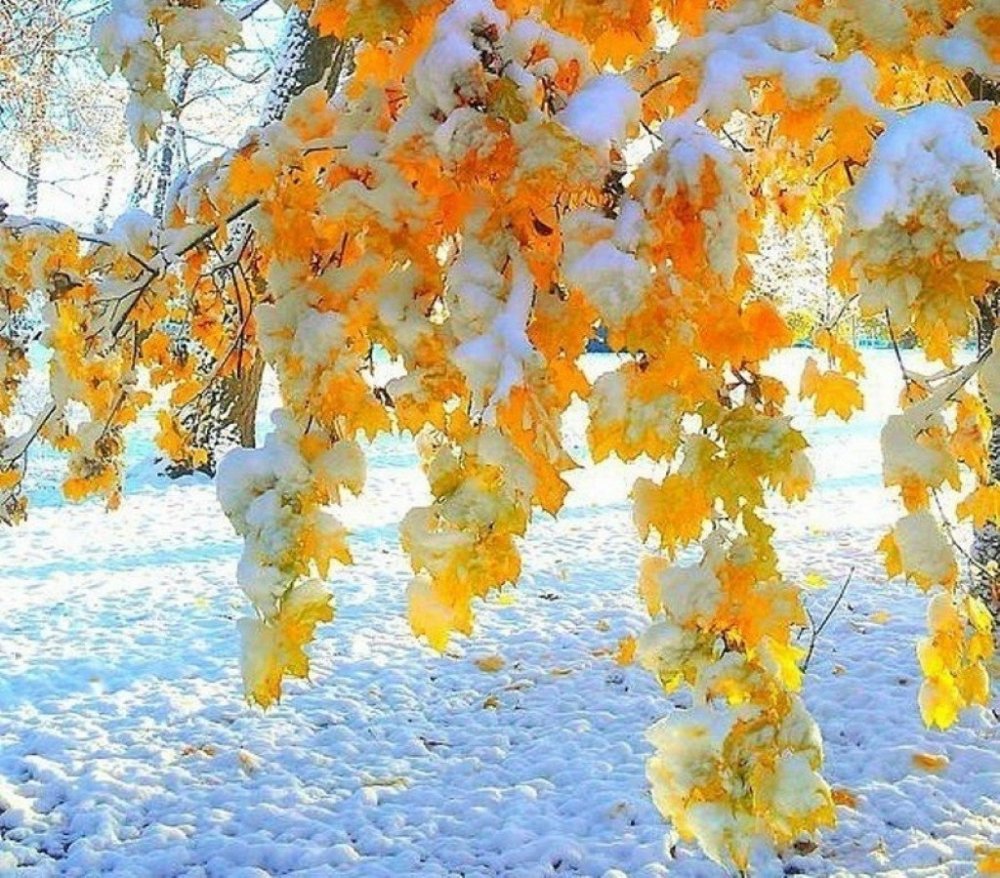 Осенние листья в снегу