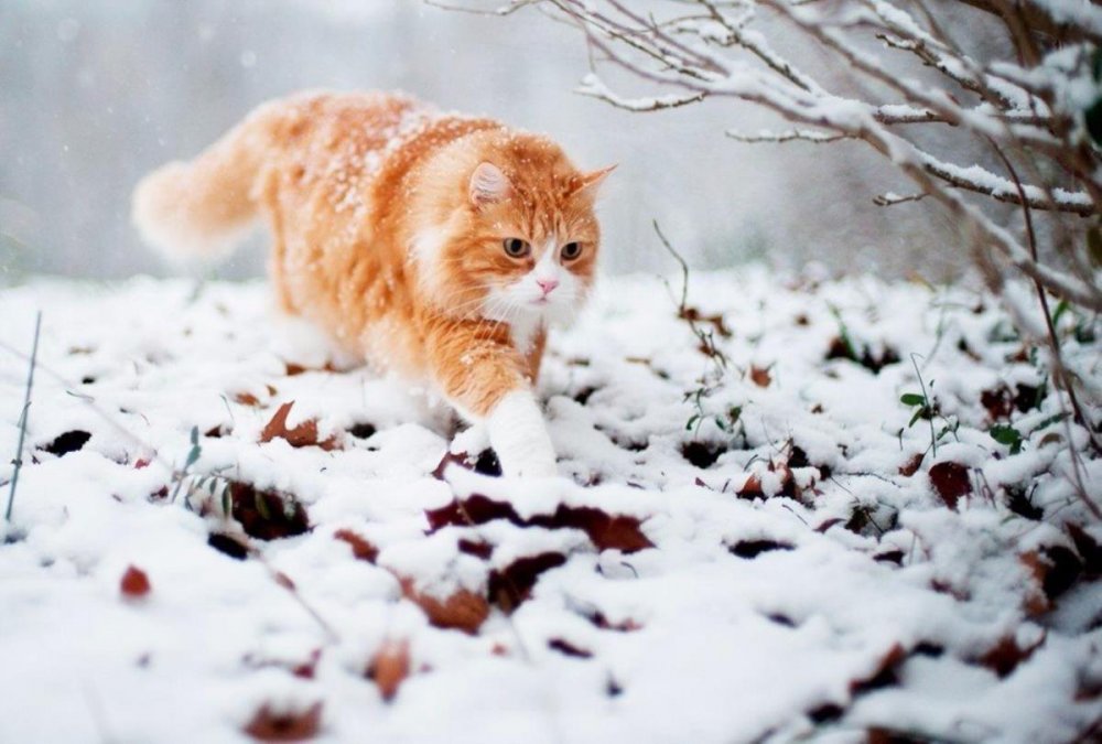 Рыжая кошка в снегу