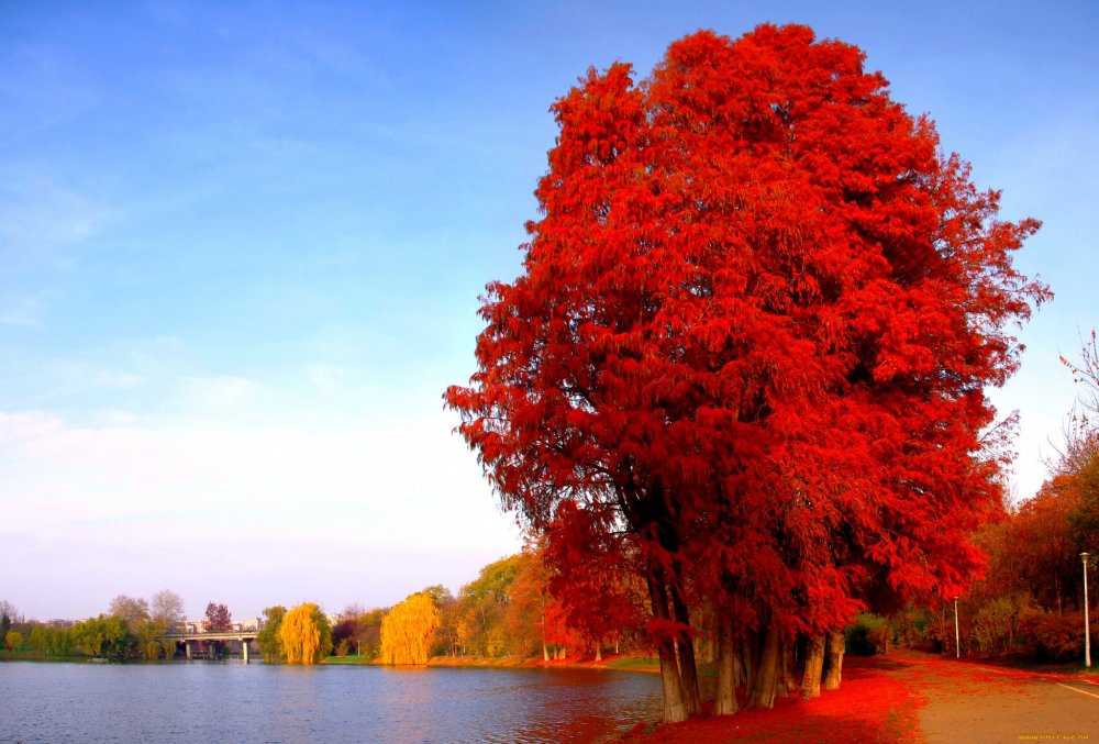 Красный клен дерево