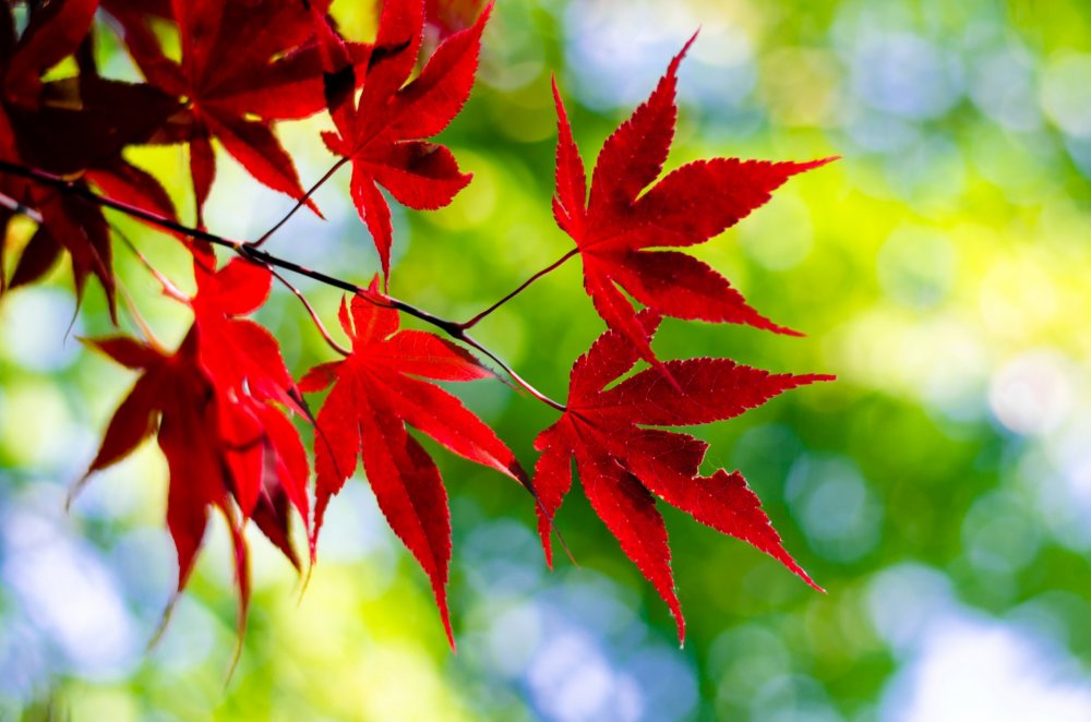Клен Red Maple Leaf