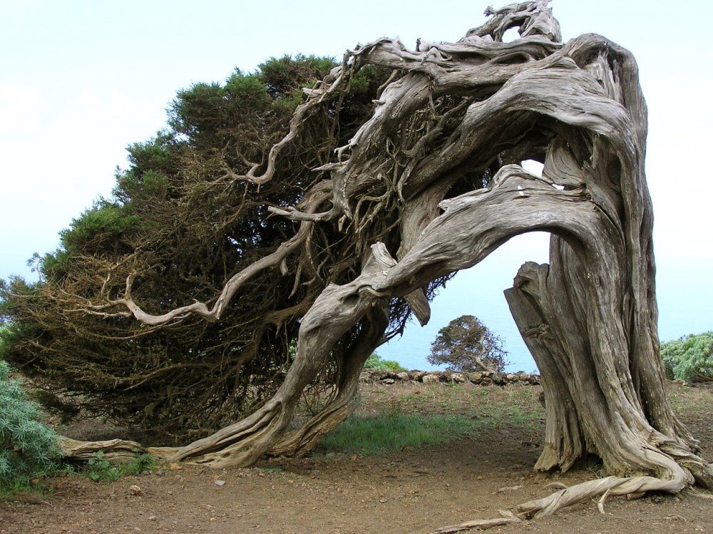 Румскулла - старейший дуб Швеции.