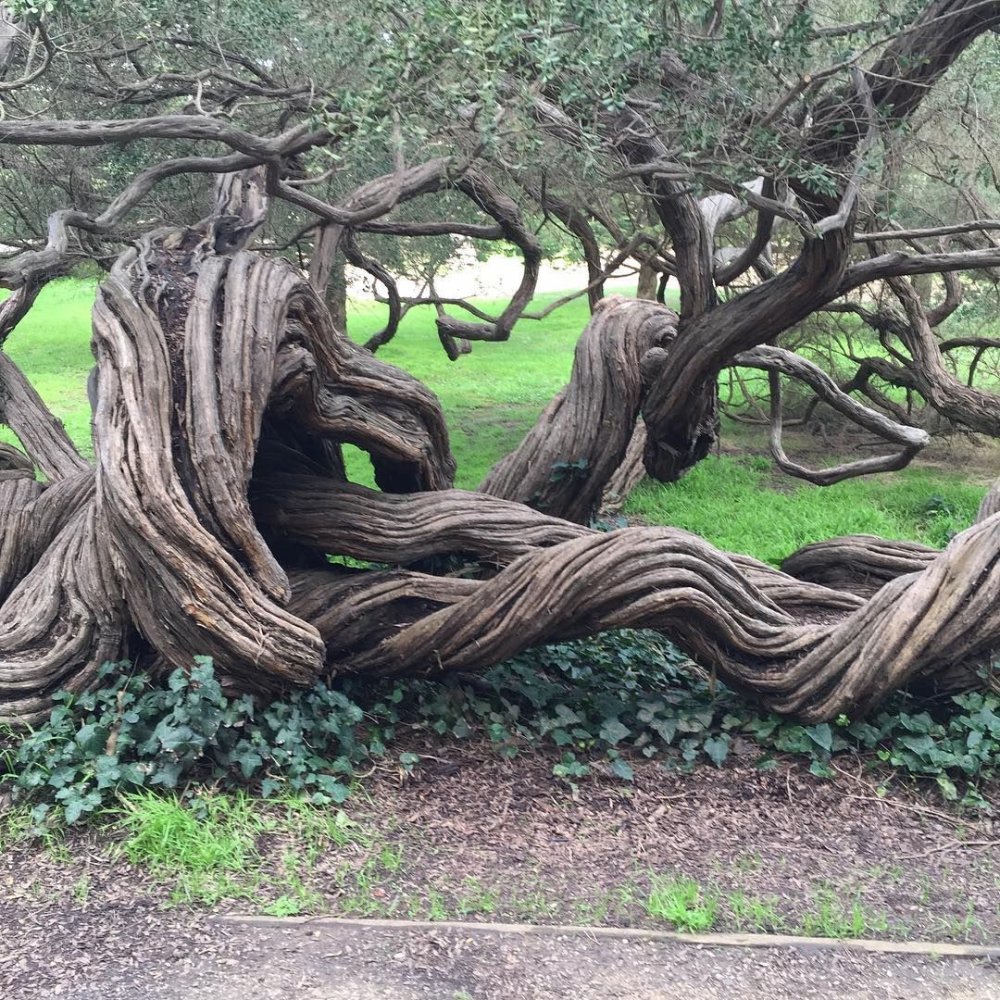 Ивовое дерево старое