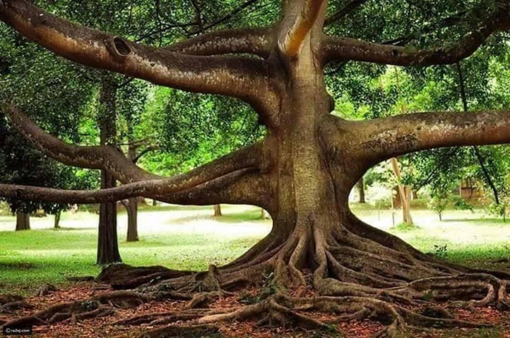 Дерево - шедевр, сад Folly, Великобритания