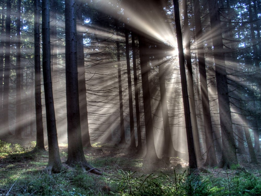 Лучи света в лесу