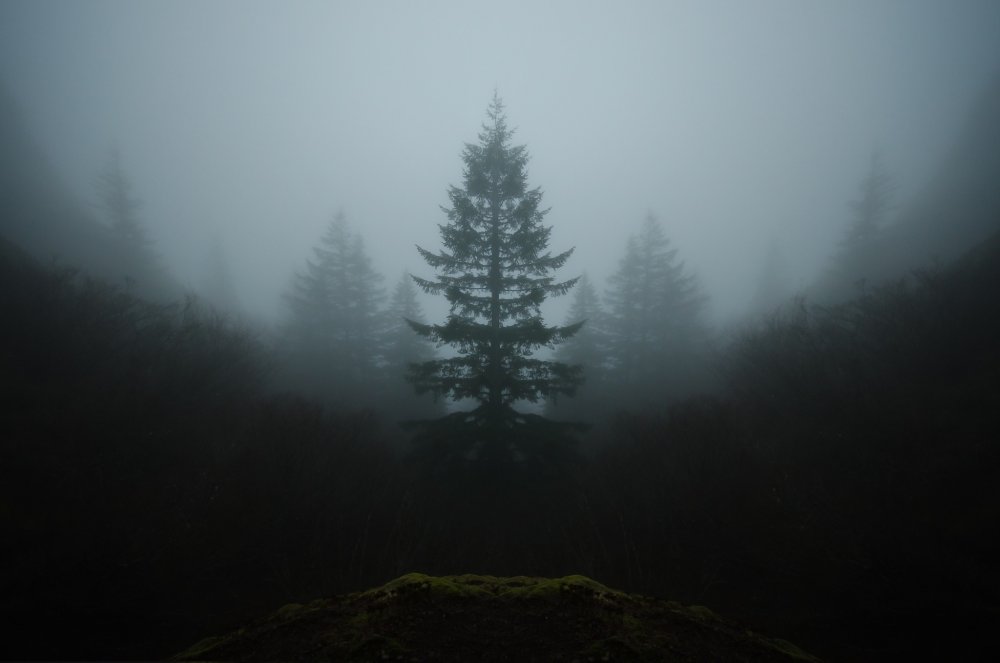 Темный лес в тумане