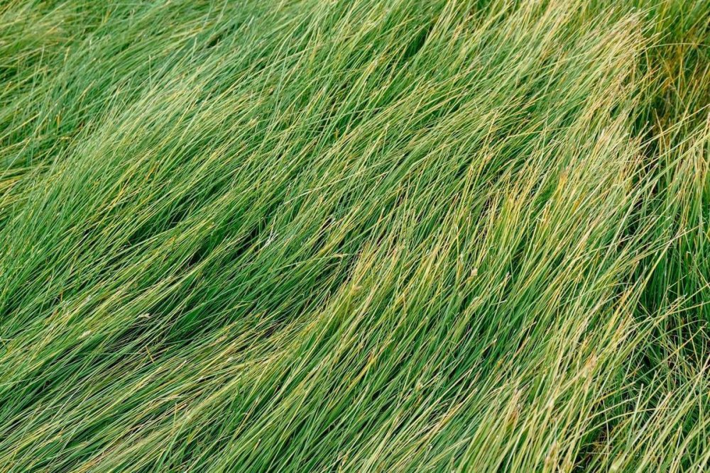 Нескошенная трава