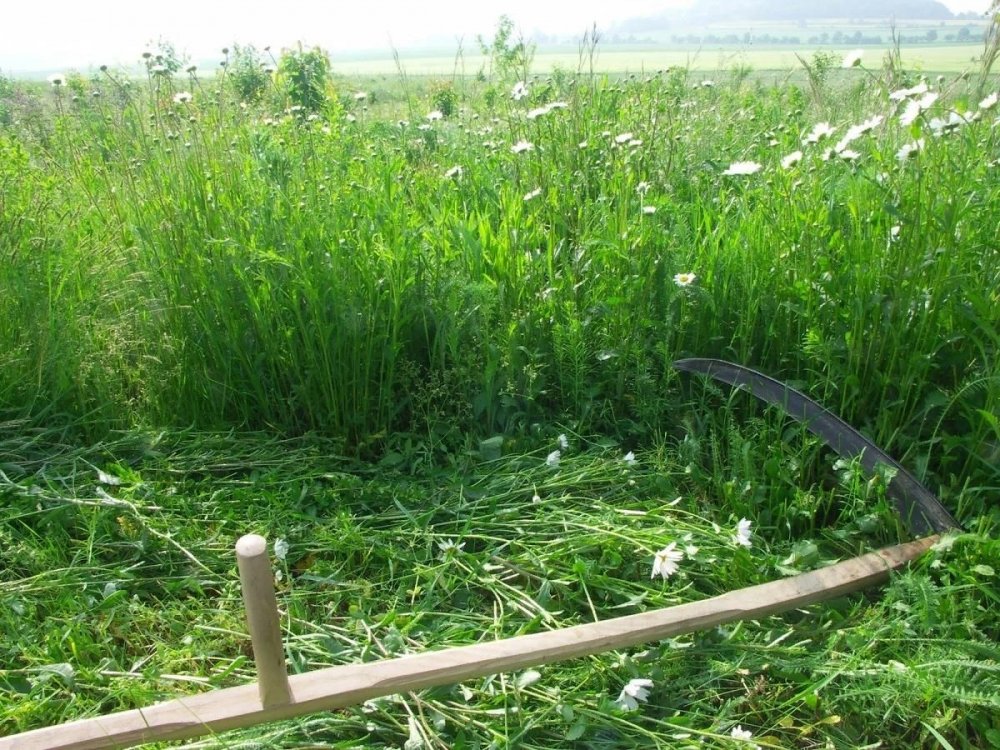 Скошенная трава