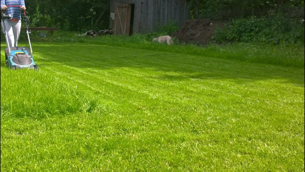 Скошенная газонная трава на участке