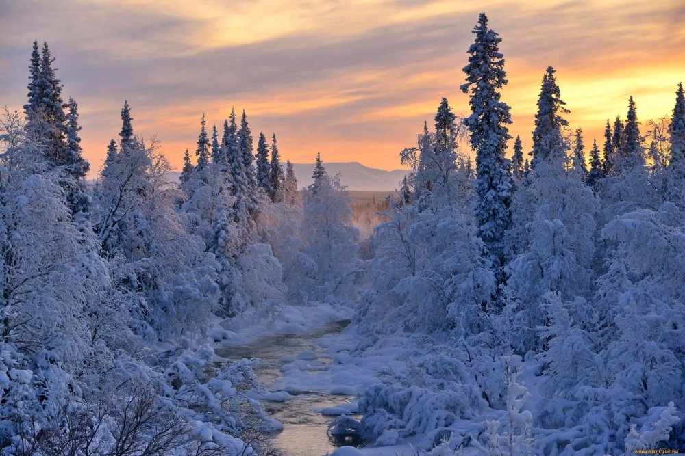 Зимний лес сибири