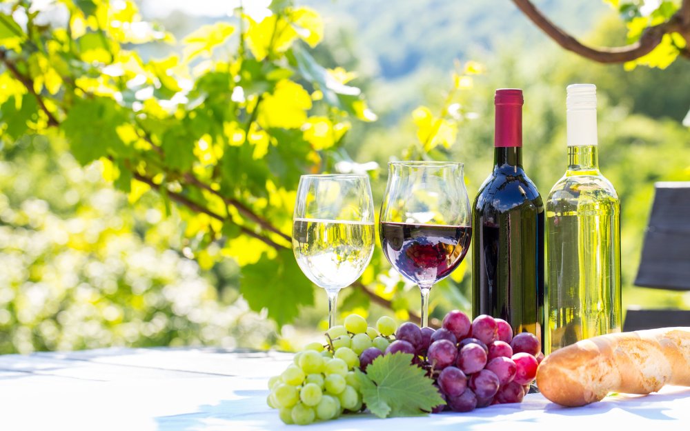 Вино виноградники