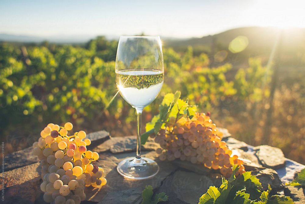 Сицилия виноградники сомелье белое вино