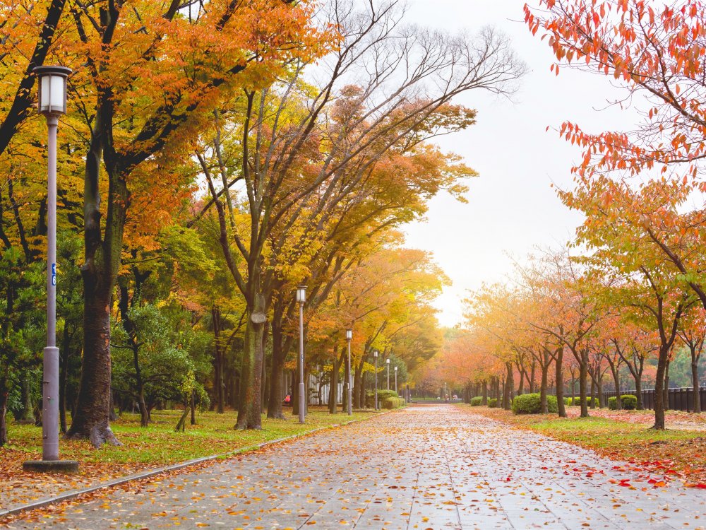 Дорога в парке осенью