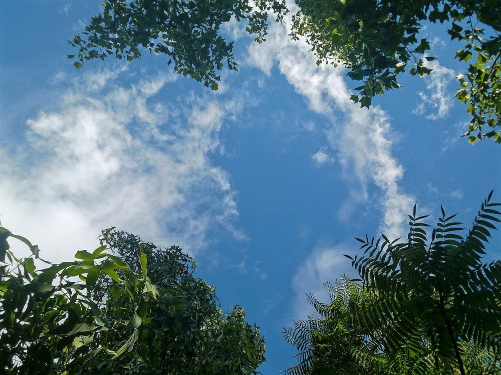 Рисунок облака и верхушки деревьев