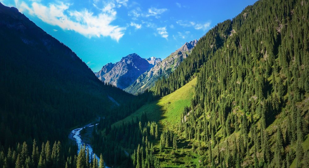 Арчовые леса Киргизия Иссык