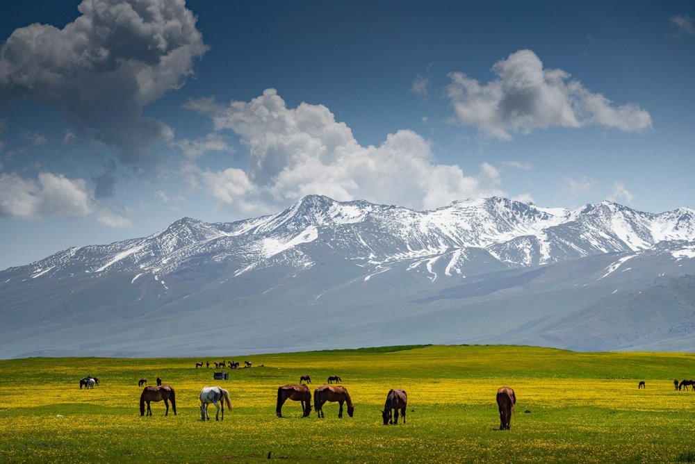 Степи Киргизии