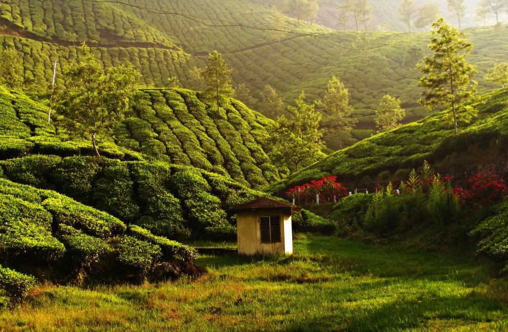 Индия чайные плантации Муннар
