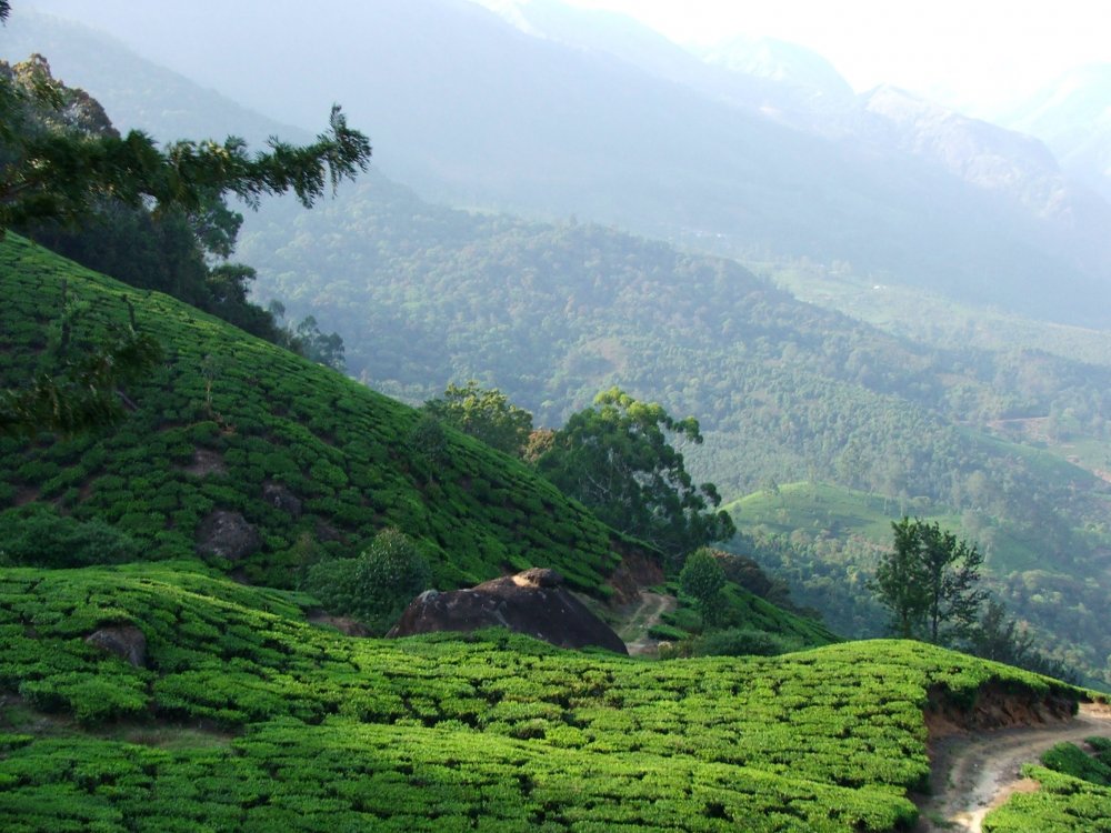 Чайные плантации в Гималаях